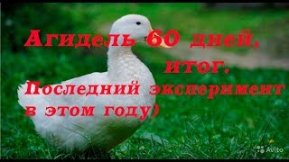 Утка Агидель итог на 60 дней.Взяли последнюю породу для пробы в этом году)) Утка Агидель итог на 60 дней.Взяли последнюю породу для пробы в этом году))
