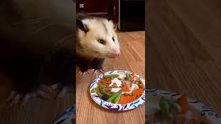 Сбалансированное питание🐱#нашамауси #домашнийпитомец #осиповичи #shorts