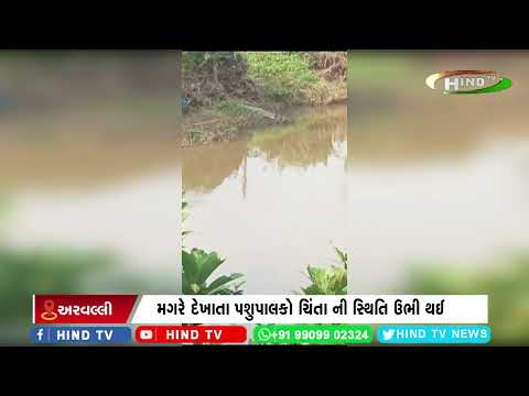 અણીયોર નજીક વાંઘામાં મગર દેખાતા લોકોમાં ભયનો માહોલ