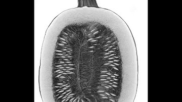 Pumpkin Carving: CT Style