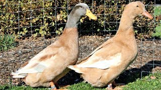Buff Orpington Ducks | Docile Adaptable Foragers