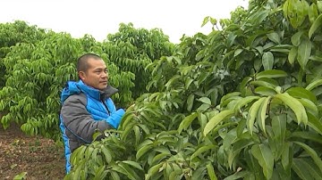 Người trồng vải Lục Ngạn phấp phỏng vải thiều chưa ra hoa