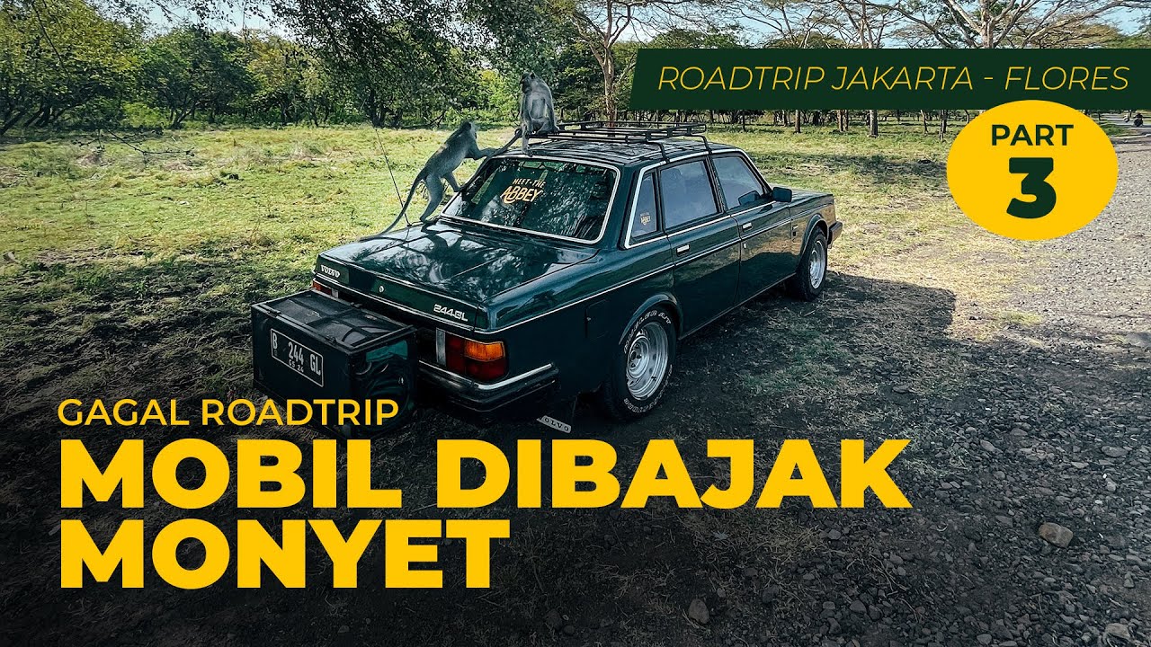 Roadtrip di Banyuwangi dijegat MONYET #meettheabbey #roadtripindonesia Eps. 3