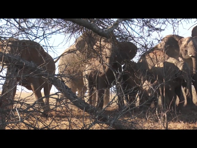 Elephant Charge. Near death experience. Very Dangerous class=