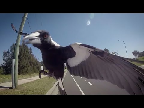 Видео: СОРОКИ В ДЕЛЕ - еще одна причина бояться Австралию!