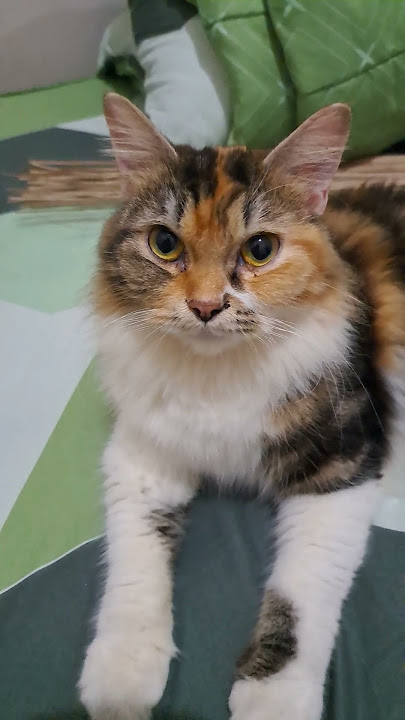 Sweet cat complaining. #cutecat #cat #cutecat #beautifulcat #shorts #viral #cute #fyp