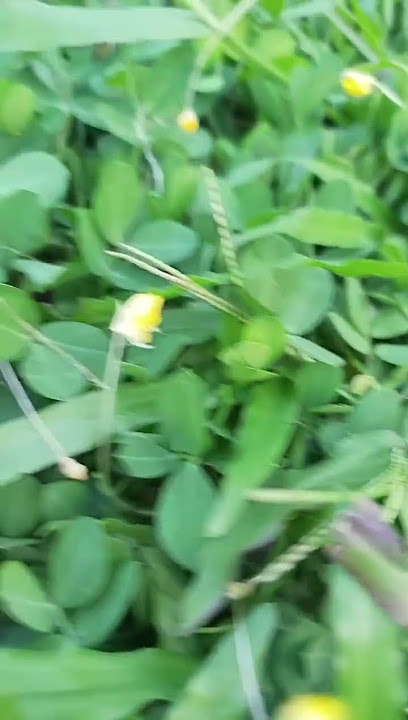 #semuaorang rumput hijau yang cantik