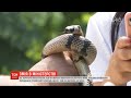 У Міністерство освіти України заповзла змія