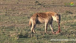 Black-Backed Jackal And Spotted Hyena - Wild Africa