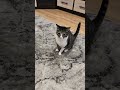 Барсик, Увидел Барабашку #shortvideo #cat #лехахомяков