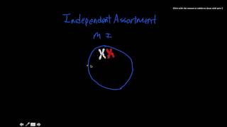 misconceptions about cell division