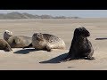 Phoques gris et veaux marins berck pasdecalais