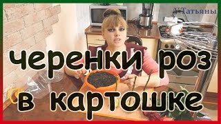 картинка: Роза из картошки. Как укоренить розу в картошке. Как вырастить розу из черенков в картошке.