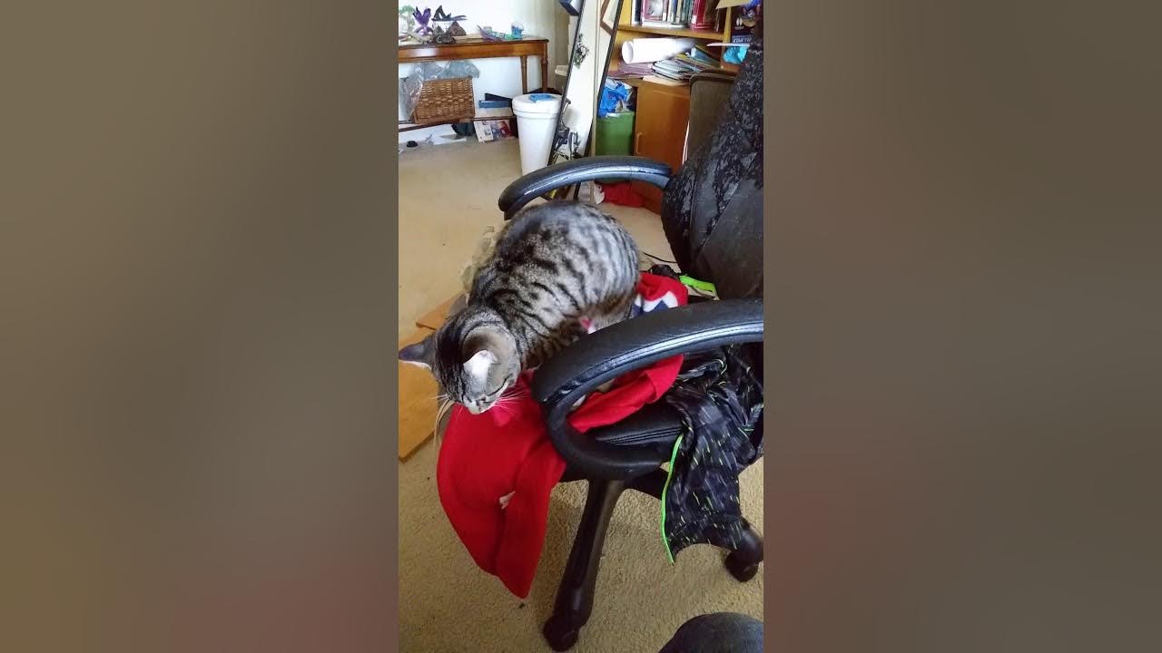 My Cat Kneading and Humping a Blanket YouTube