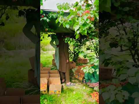 زرد آلو شکر دره