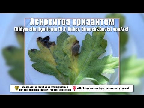 Аскохитоз хризантем (Didymella ligulicola (K.F. Baker, Dimock&Davis) vonArx)