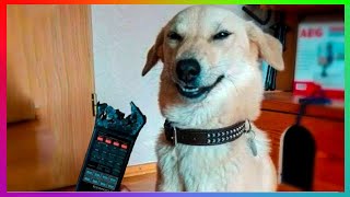 CUTE ANIMALS | Funny And Crazy Animals | 😻 Best Of The 2021 Funny Animal Videos 🐶 | by Funny and Crazy Animals 12 views 2 years ago 4 minutes, 55 seconds