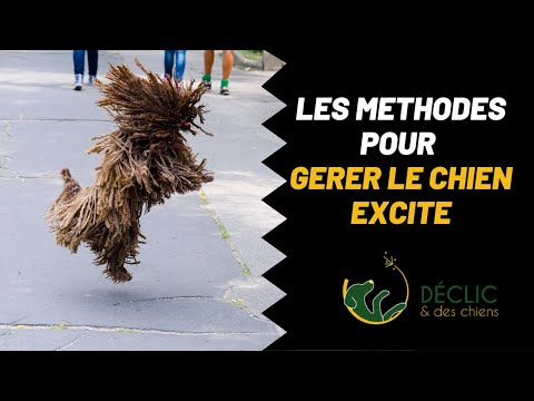 Vidéo: Entraînez votre chiot à ne pas mordre lorsque vous donnez un festin