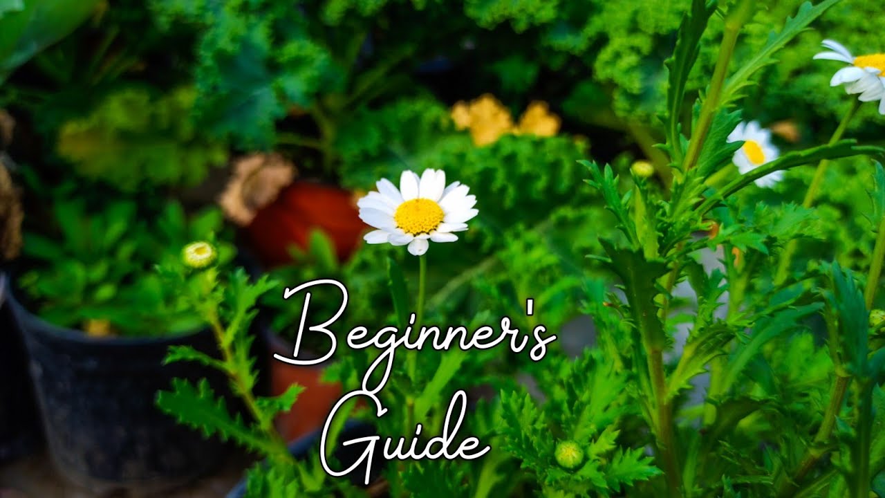 How to grow Chrysanthemum (paludosam) from seed - A complete beginner's guide