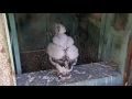 AZ Downtown Peregrine Falcons ~ New Video! Baby Explores Outer Ledge 6.3.16