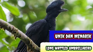 7 fakta umbrellabird,burung dengan jambul sprti payung//dunia binatang//dunia satwa//dunia hewan