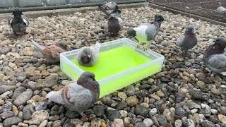 Bath Time  Amazing Fancy Pigeon ⁴ᴷ
