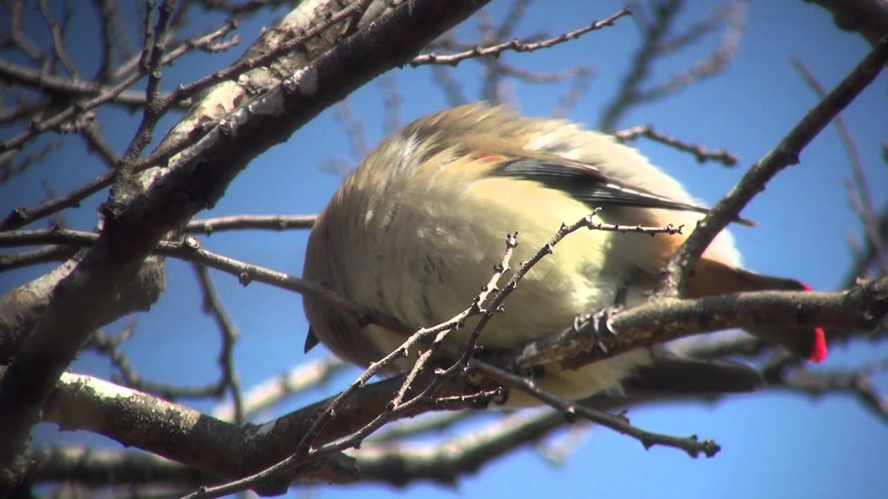 ヒレンジャクとヤドリギ Japanese Waxwing 