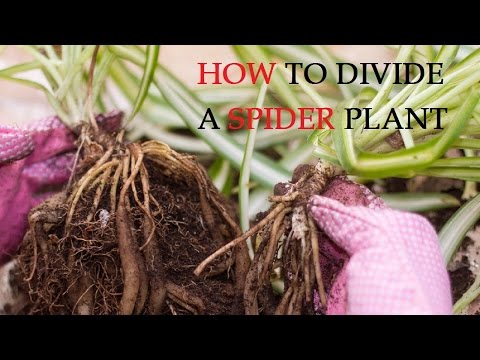 How to Divide a Spider Plant