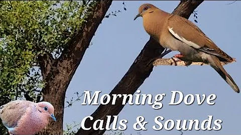 Mourning Dove Bird Call || Mourning Dove Sounds || Dove Bird Sound || Mourning Dove Song