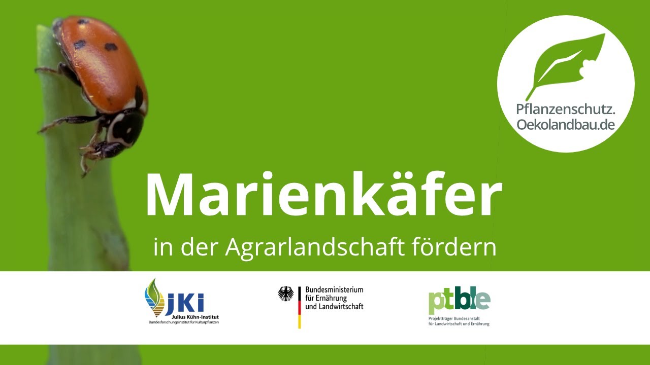 Marienkäfer in der Agrarlandschaft fördern