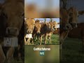 Cattle market crash costs millions