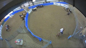 Big Sky Ranch Sorting Saddle Series #4 - #7 SORT - Round #1 - Ride #50