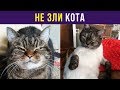 Приколы и мемы. Не зли кота | Мемозг #56