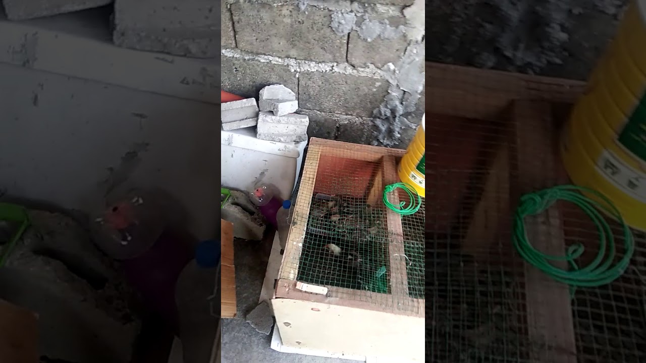 Start free range chickens native and duck 
