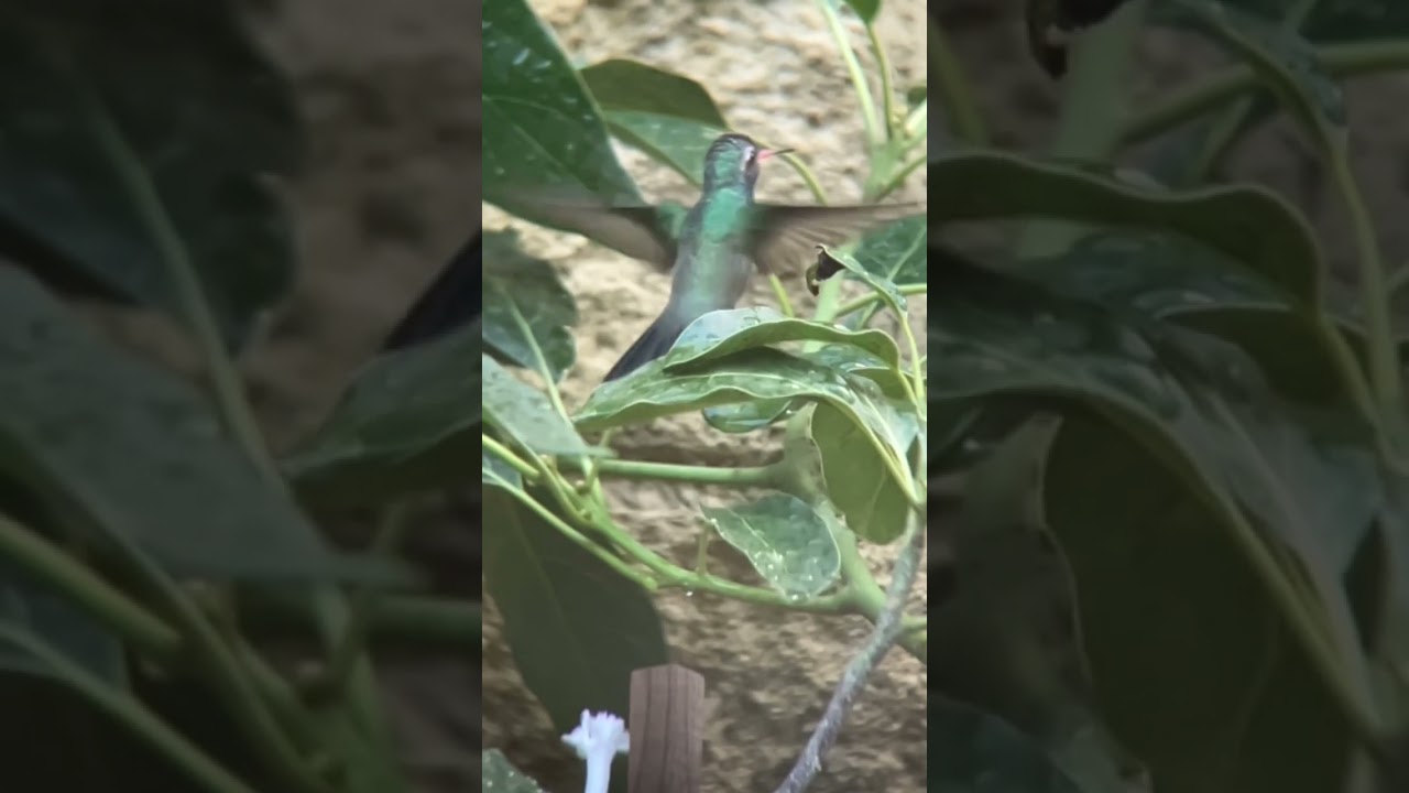 HUMMINGBIRD Splash! 💦 ¡El Gran Chapuzón del COLIBRÍ! 