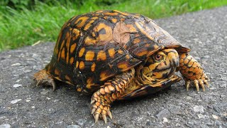 The Enigmatic Eastern Box Turtle: A Unique Icon of Eastern America's Ecosystems Eastern Box Turtle Digital Creature Feature