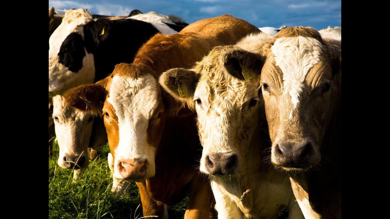 Burren Winterage Weekend Celebration