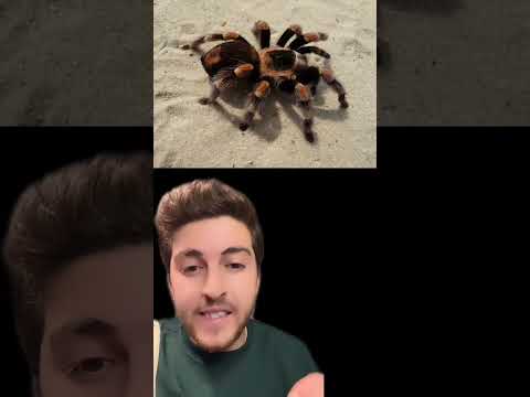 Video: Apulian tarantula: açıklama. evde üreme