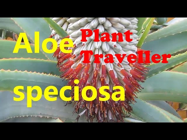 The Plant Traveller: Aloe speciosa #succulents