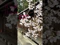 宮城県仙台市　貴布禰神社の枝垂れ桜 #桜