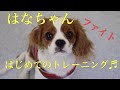 しつけ#キャバリア#はなちゃん#クリッカートレーニング