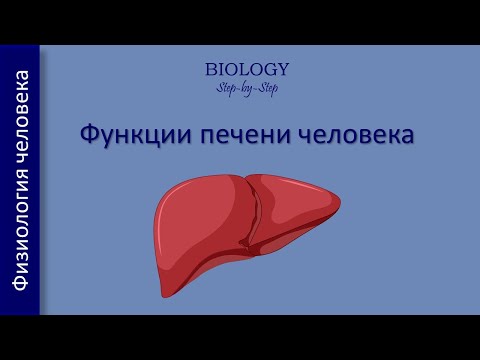 Функции печени человека