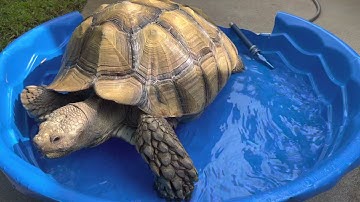 WHY TORTOISES NEED SOAKING