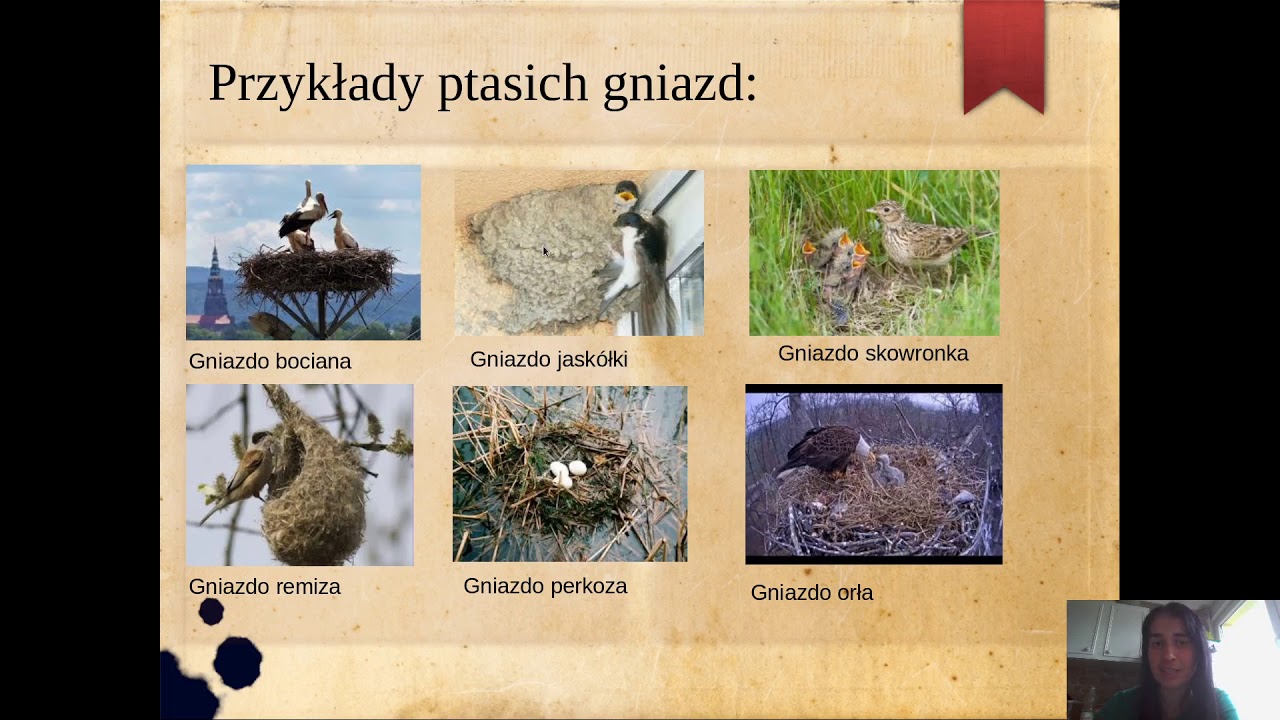 Ptasie gniazda - YouTube