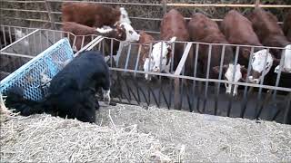 CALF FEEDING