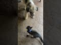 A puppy fun with a baby kitty #petlover #fypシ゚ #kitty #puppy
