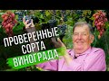 Обзор проверенных сортов винограда. Отзыв виноградаря