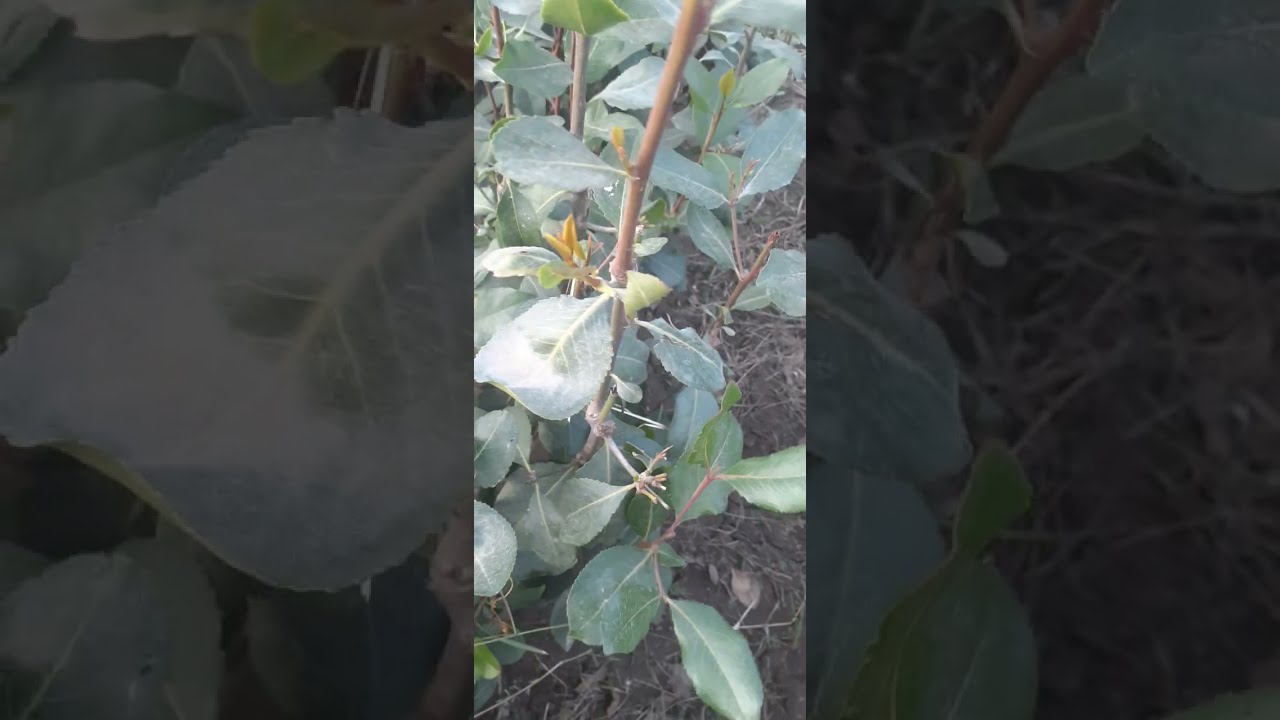 مقطع 1 تشخيص مرض السللة وغيرها للقات. وادي الحار بلدة الوكر# المهندس طارق الحاج #جوال رقم 773930004