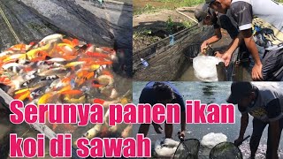 Download Proses Panen Koi Di Budidaya Ikan Koi Nglegok Blitar,kawasan Minapolitan Ikan Hi Video MP3 Proses Panen Koi Di Budidaya Ikan Koi Nglegok Blitar,kawasan Minapolitan Ikan Hi