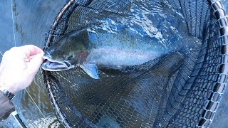 Steelhead Fishing BIG BOY, Bobber fishing. Pacific NW